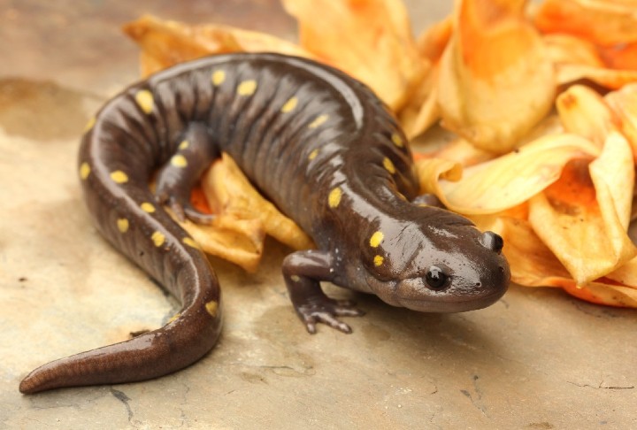Spotted Salamander